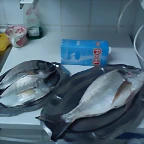 Dorada, Sargos