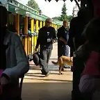 Perros polica
