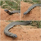 cobra