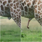penis_girafa