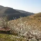 12_Cerezos en flor en Barrado