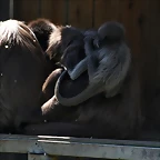 Zoo de Barcelona 19-03-11 1170