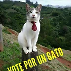 VOTAR POR UN GATO