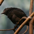 Zoo de Barcelona 27-11-2010 164