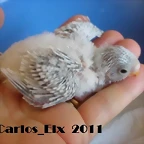 5 pollo 13-9-2011