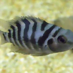 Archocentrus nigrofasciatus