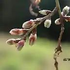 15, yemas de almendro2, marca