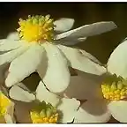Flor del canelo 1