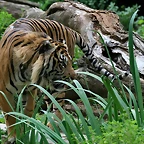 Zoo de Barcelona 437