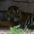 Zoo de Barcelona 488