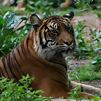 Zoo de Barcelona 443