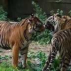 Zoo de Barcelona 465
