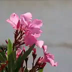 02, flor de adelfa, marca2