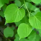 large-leaved-lime-leaves-npl-01128259-philippe-clement