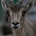 Zoo de Barcelona 28-01-11 355