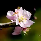 18, flor del almendro, marca