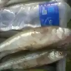 pesca pejerrey