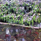 DSCN0005