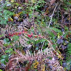 DSCN0007