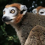 Le Parc des Felins agost 2010 1137