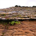DSCN0054