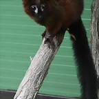 Le Parc des Felins agost 2010 1118