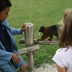 Le Parc des Felins agost 2010 1123