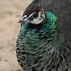 Zoo de Barcelona 20-01-2011 070