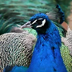 Zoo de Barcelona 20-01-2011 088