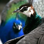 Zoo de Barcelona 20-01-2011 102