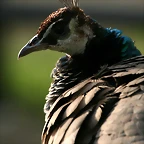 Zoo de Barcelona 20-01-2011 095