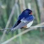 golondrina tijereta