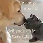 Perro y gato