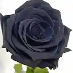 rosa-negra