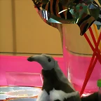 Zoo de Barcelona 07-01-2011 410