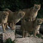 Zoo de Barcelona 07-01-2011 390