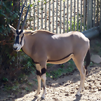 Oryx beisa (20-9-18 Burgers zoo)