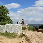 caballista solitario uno