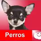 perros web