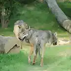 gaiazoo-wolvenvallei-grijze-wolven-kopie