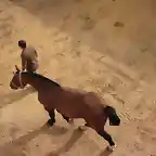018, caballo picador