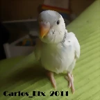 3 pollo 2-3-11  (2)