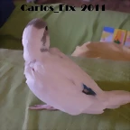 3 pollo 2-3-11