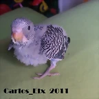 5 pollo 2-3-11 (1)