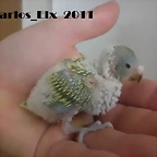 1 pollo rikki  30-4-11