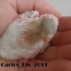 5 pollo 30-4-11