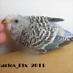 2 pollo  30-4-11 (1)