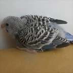 2 pollo 30-4-11