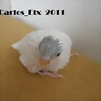 4 pollo  30-4-11