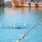 lobo marino jugando con gaviotas